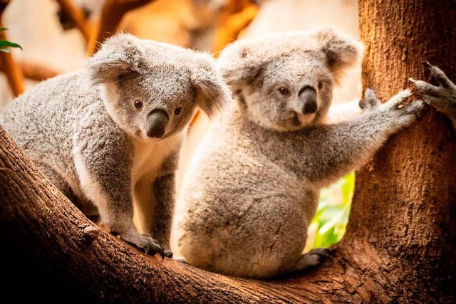Um Koalas und andere seltene Tiere bes...uschland in Nationalparks integrieren.  | Foto: BERND LAUTER (AFP)