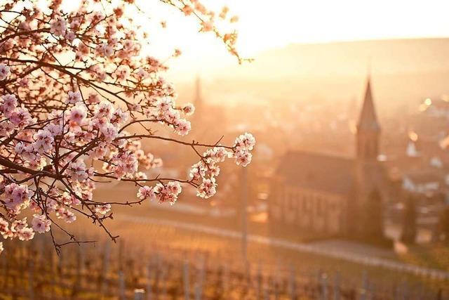 Reisen Sie zur rosa Blütenpracht entlang der Deutschen Weinstraße