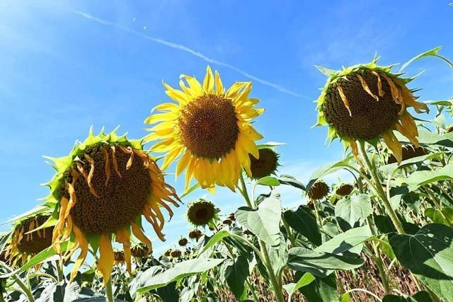 Zu viel Sonnenschein und Wrme: Das Jahr 2022 geht in die Annalen ein