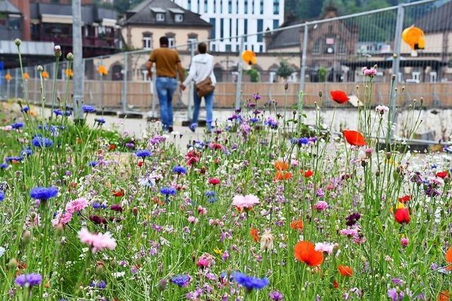 Wie die Stadt Lrrach der Natur zu ihrem Platz verhilft