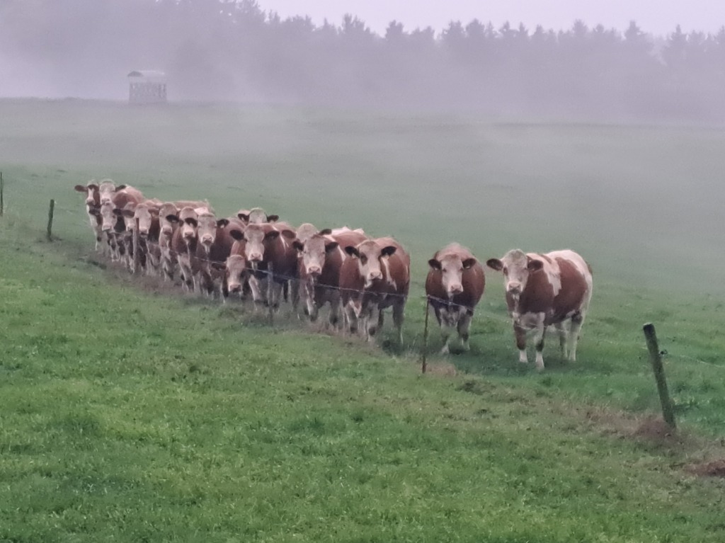 Landwirtschaft spielt in Biederbach eine groe Rolle