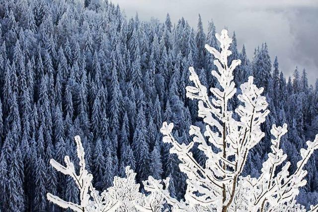 Die Hinterzartener Winterlese widmet sich dem Wälderleben