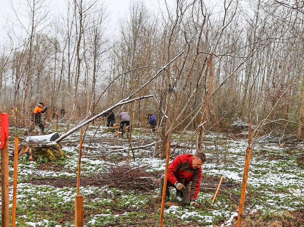 April: Rund 40 Brger pflanzen in einer groen Aktion bei der Unterwaldhtte rund 2000 neue Bume.