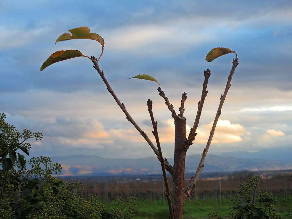 Das abendliche  Dezemberlicht bietet immer auergewhnliche Lichtstimmungen, schreibt Hubert Lang aus Riegel.