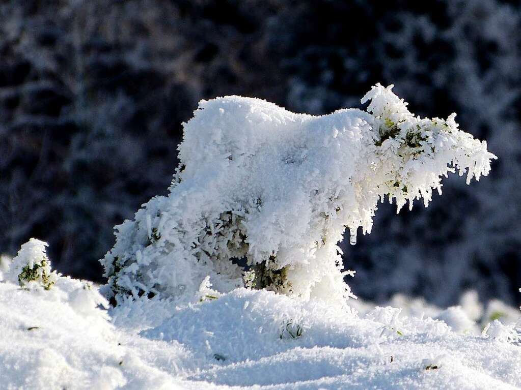 Fast wie ein Eisbr sieht dieses verschneite Ackerkraut aus, das Dorothea Nusser-Schz fotografiert hat.