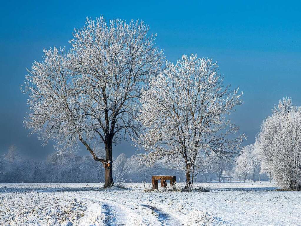 Dieser Baum ist das Lieblingsmotiv von Wolfgang Speer. Ihn hat er zu allen Jahreszeiten fotografiert.