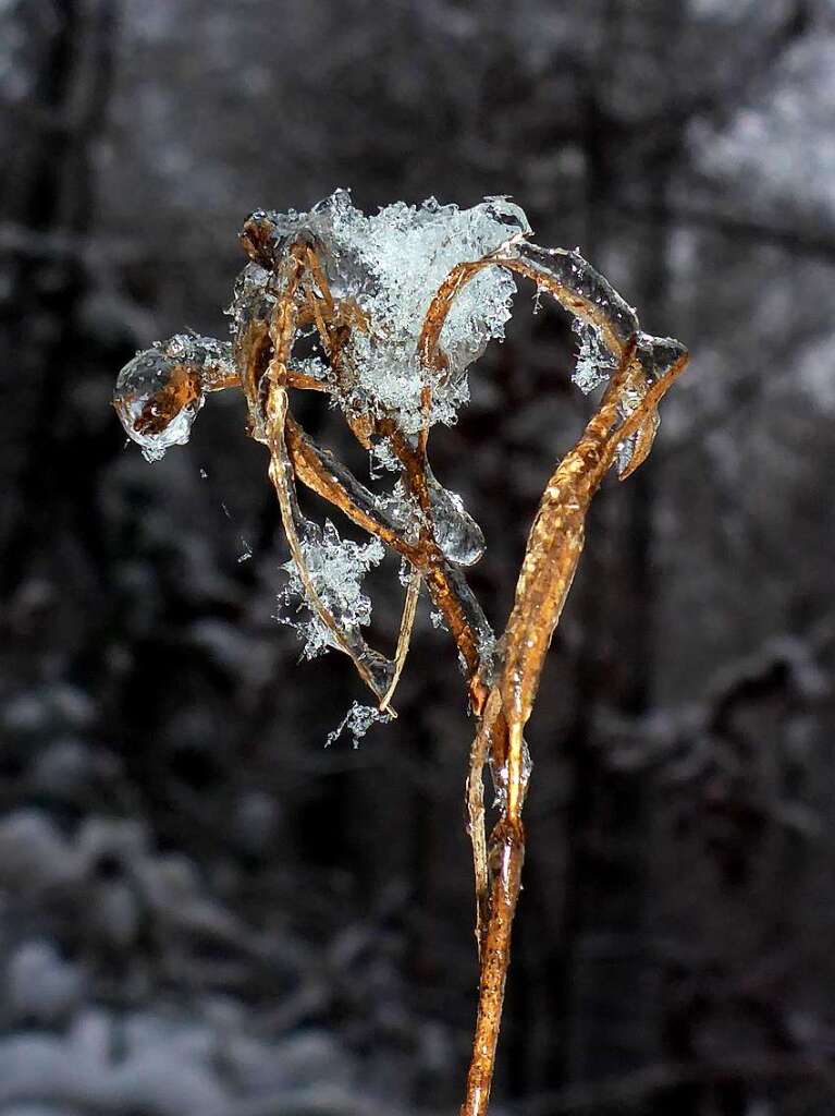 Vereiste Pflanzen am Wpplinsberg in Emmendingen