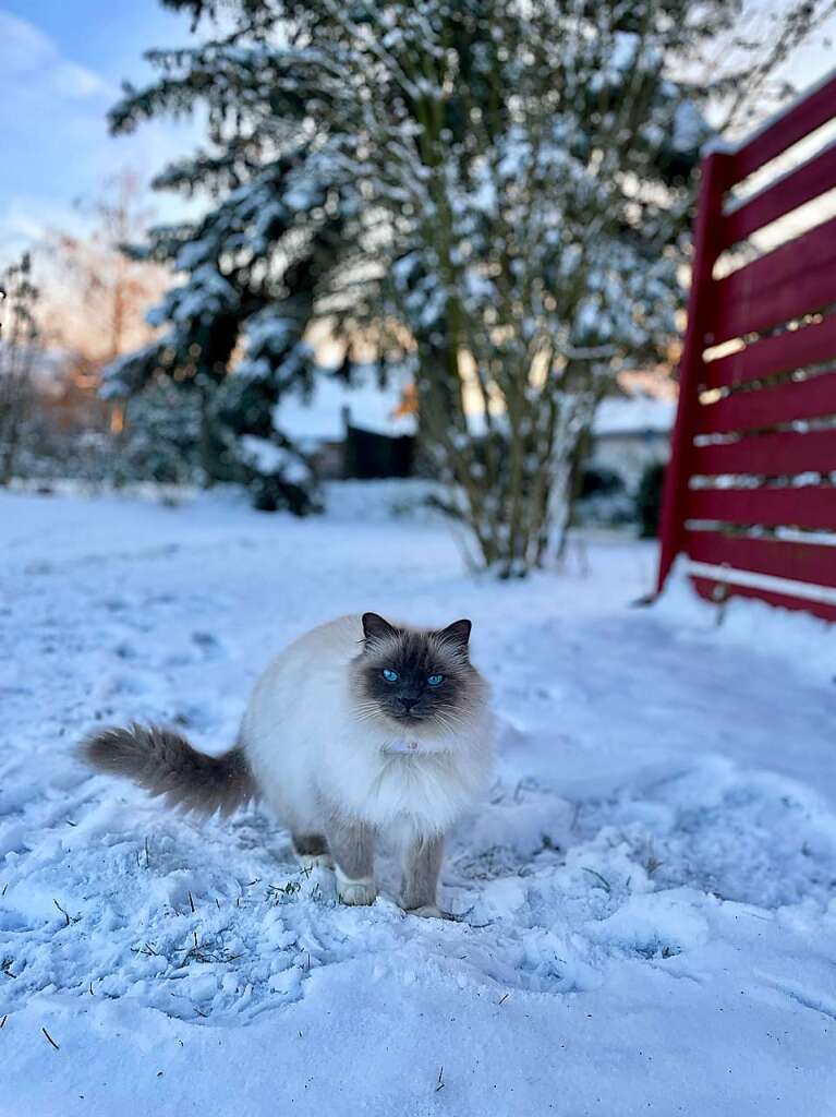 Die farblich zum zum Schnee passende Katze mit Augen so Blau wie der Winter selbst kam Evelyn Traber vor die Linse