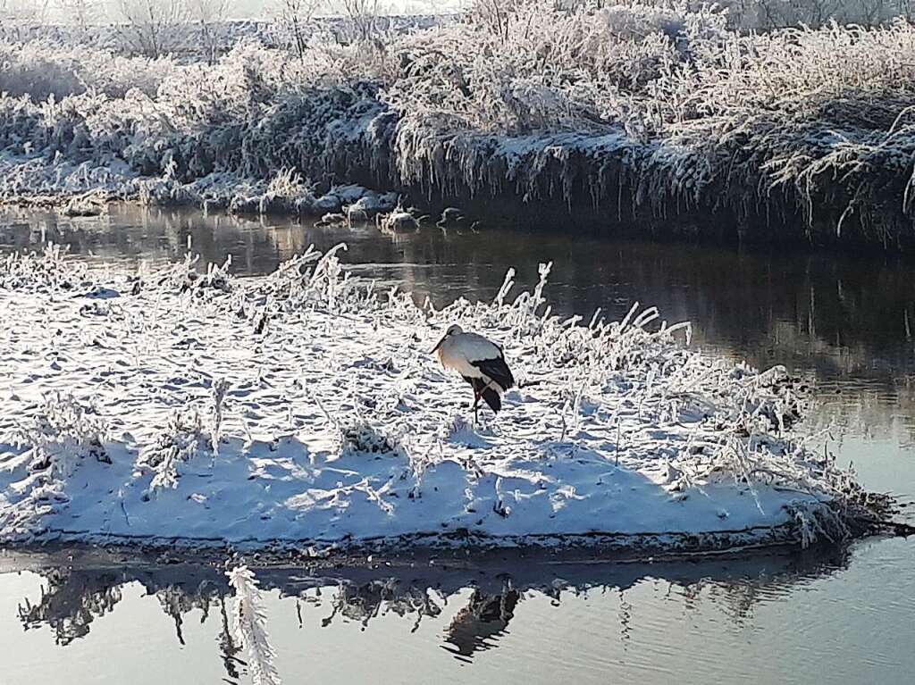 Kalte Fe bekam dieser Storch an der Elz bei Kndringen.