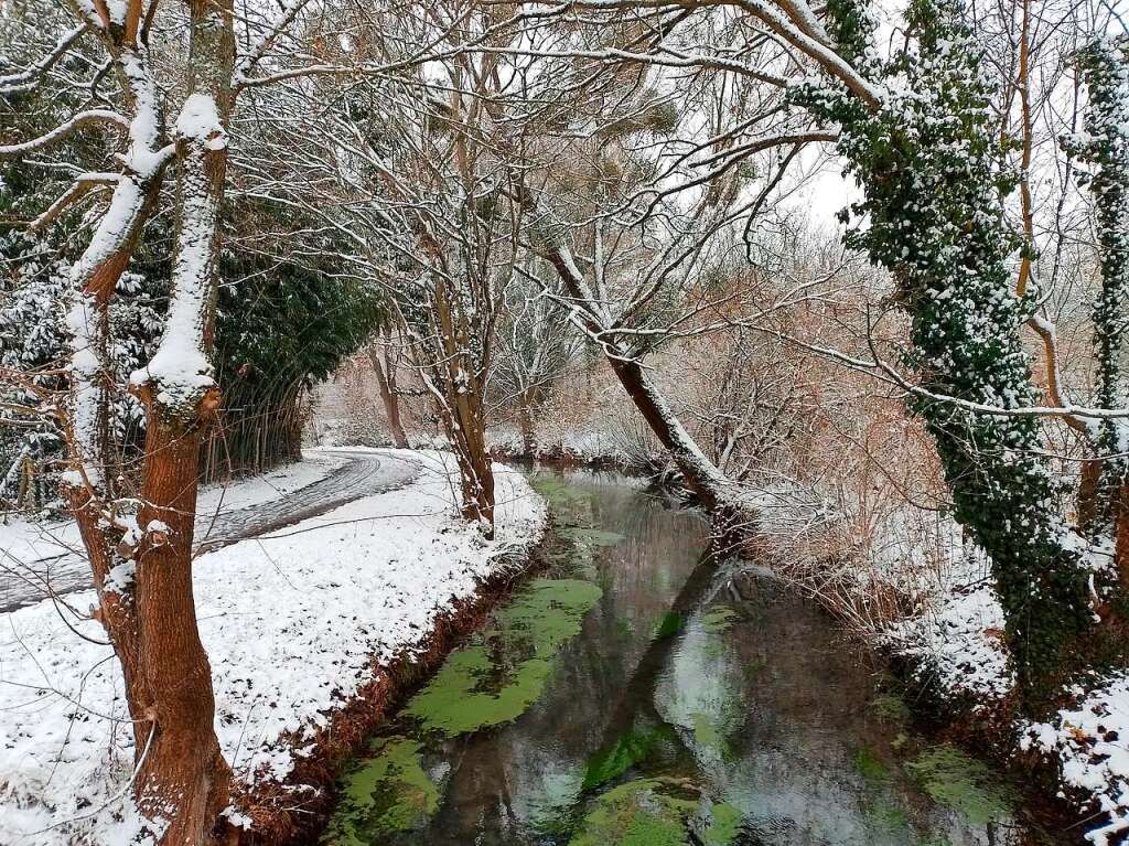 Reizvolle Kontraste zwischen Wasser und Schnee, wei und grn bei Weisweil