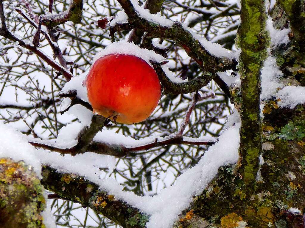 Dorothea Nusser-Schz schenkt uns den Farbtupfer des roten Apfels in einem Apfelbaum auf dem Wpplinsberg.