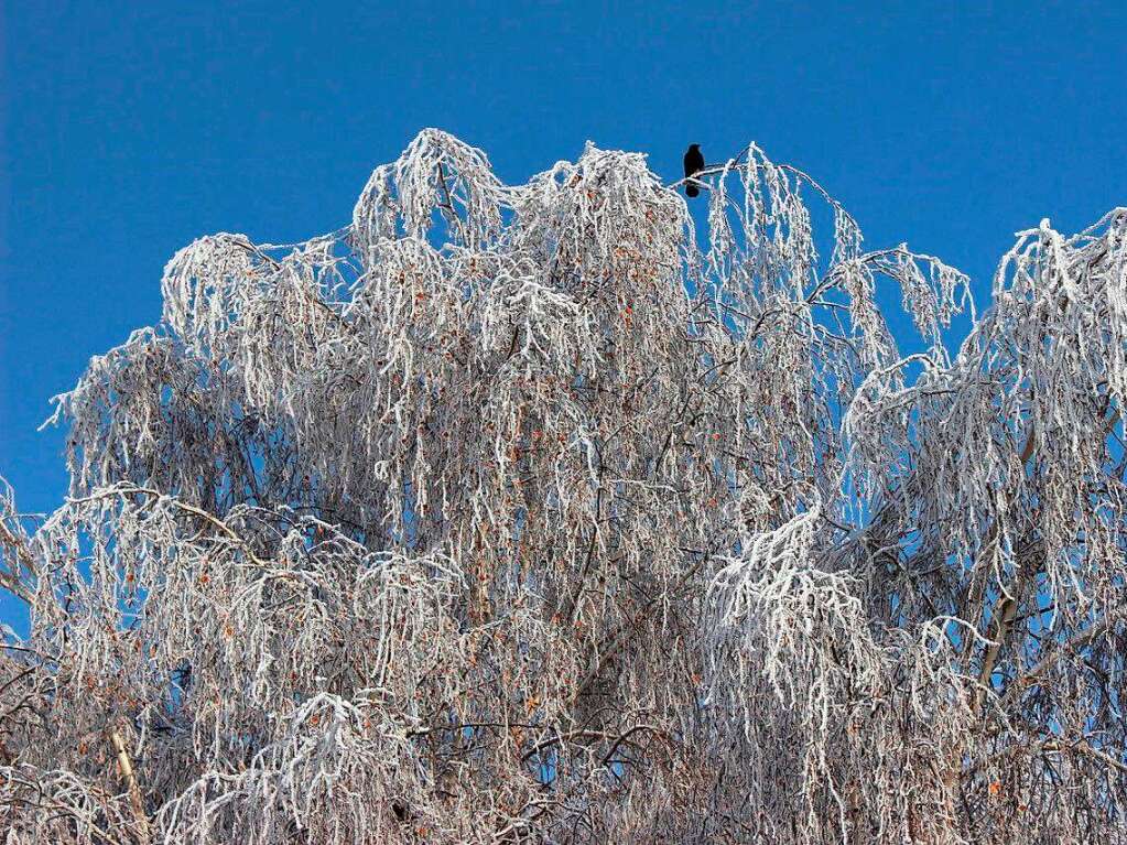 Winterliche Impressionen aus Freiamt