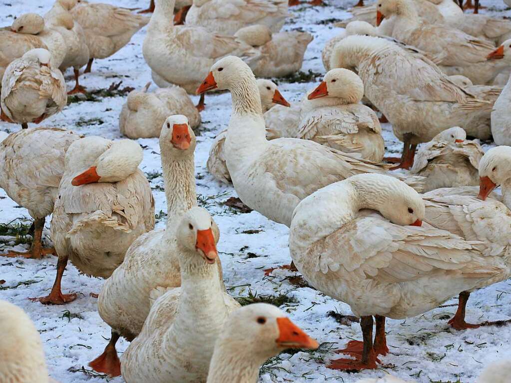 <Soloanlauf>Ob diese Gnse</Soloanlauf> zu Weihnachten als Festtagsbraten im Ofen gelandet sind,  ist nicht bekannt. BZ-Leserin Simone Ehreiser entdeckte sie bei einem Winterspaziergang von Windenreute Richtung Hochburg.