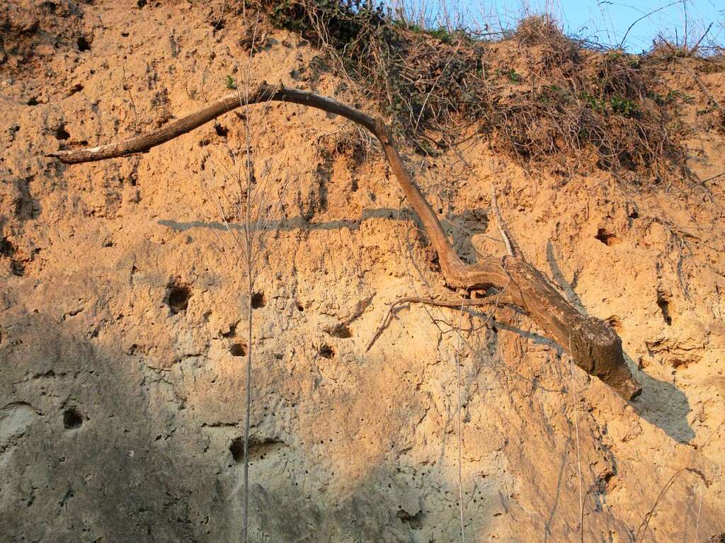 Beim Durchgang eines Hohlweges auf einem Spaziergang am Kaiserstuhl bei Riegel stie ich auf dieses urzeitliche Wesen aus Holz, schreibt Hubert Lang.