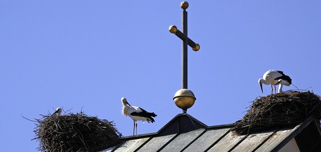 Vier Nester befinden sich aktuell auf dem Dach von St. Michael in Gutach.  | Foto: Daniel Fleig