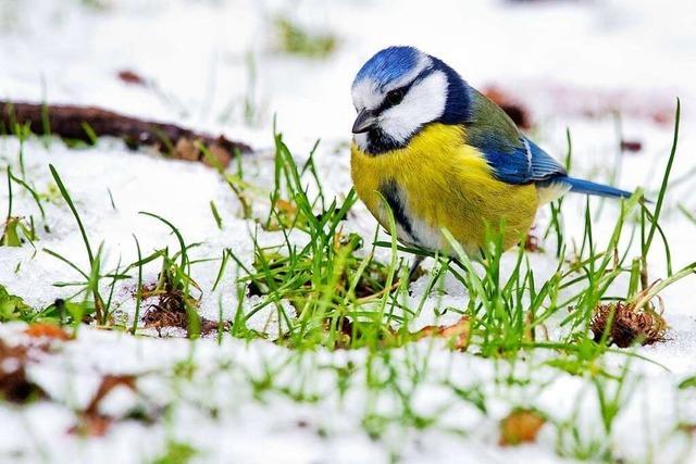 Wieso es Sinn ergibt, auch im Winter Vögel zu zählen
