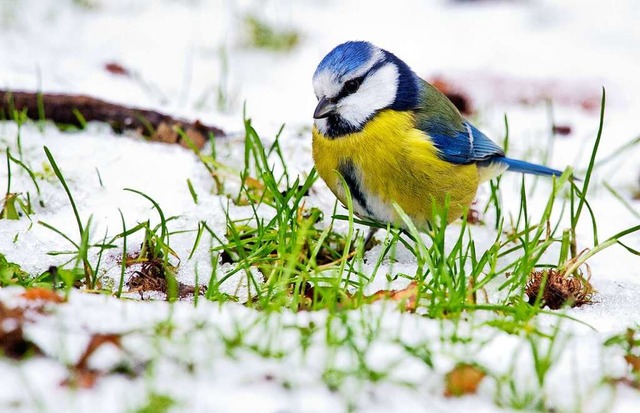 Eine Blaumeise sucht nach Nahrung im Schnee.  | Foto: Julian Stratenschulte (dpa)