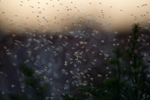 Nicht kratzen: Das hilft gegen Mücken und bei Mückenstichen