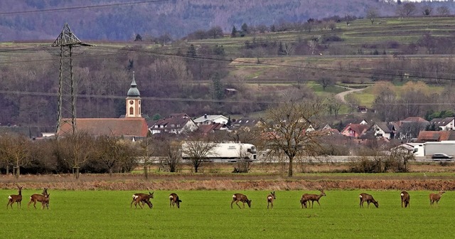   | Foto: Konrad Saier