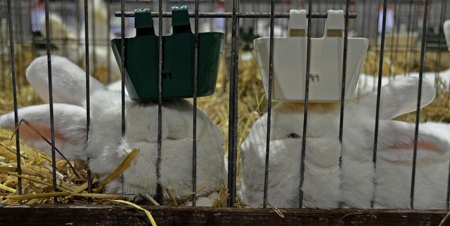 Kaninchen vieler Rassen und Farbschlg... Samstag in der  Baden-Arena zu sehen.  | Foto: Julia Dreier