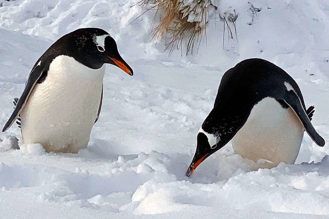 Ein Highlight, aber lngst nicht das einzige: Pinguine auf den Falklandinseln.  | Foto: Benedikt von Imhoff (dpa)
