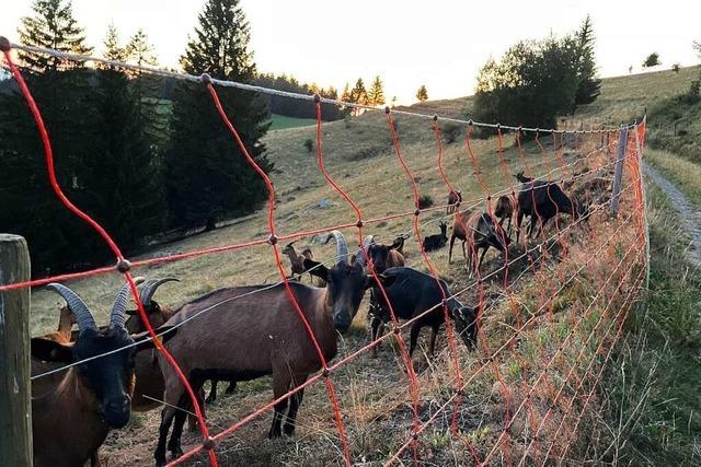 Sechs tote Ziegen in Münstertal: Behörde schließt Wolfsangriff nicht aus