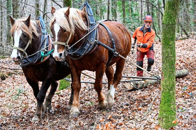 Mit viel Erfahrung und Einfhlungsverm...mit ihrer Last durch den Wald gefhrt.  | Foto: Volker Mnch