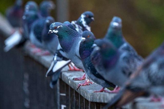 Stadt Lörrach erinnert an Fütterungsverbot von Tauben und anderen Tieren