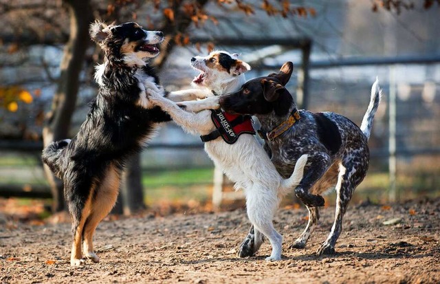 Mehrere Hunde ohne Leine spielen zu la...t in Lahr nicht ohne Weiteres mglich.  | Foto: Friedrich Bungert