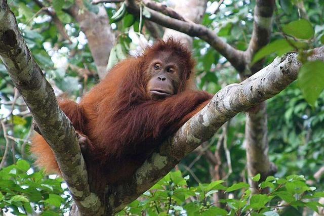 Warum Orang-Utans ein M schmatzen oder ein S zischen können