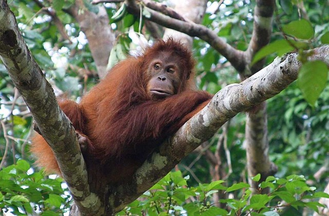 Versierte Kletterer: Ein Orang-Utan  a...ation in Jambi auf Sumatra, Indonesien  | Foto: Brbel Kosiol