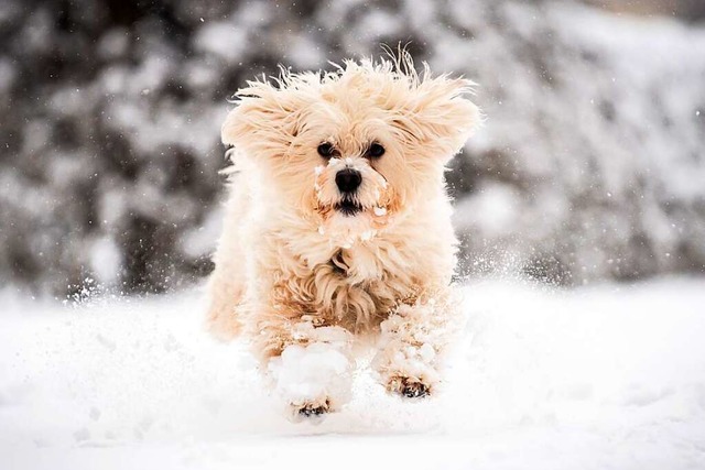 Whrend der Corona-Pandemie schafften ...einen Hund zu als in den Jahren zuvor.  | Foto: Matthias Balk (dpa)