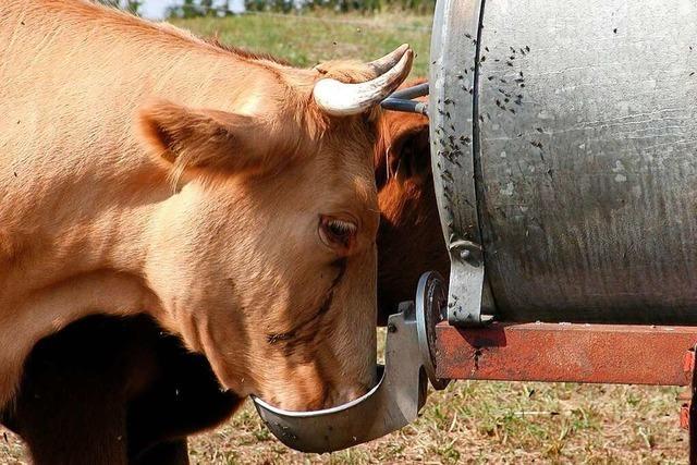 Fall verendeter Kühe in Todtnau-Herrenschwand liegt nun bei der Staatsanwaltschaft