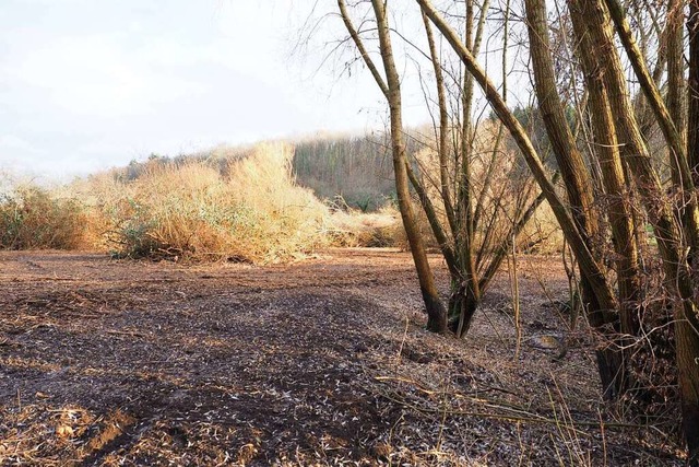 Das Ried am Westeingang von Bleichheim...et Laichpltze fr Frsche und Krten.  | Foto: Michael Haberer