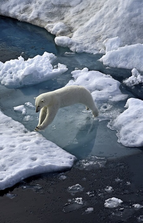 Der Eisbr, dessen Lebensraum schmilzt, ist Symbol fr den Klimawandel.  | Foto: Ulf Mauder