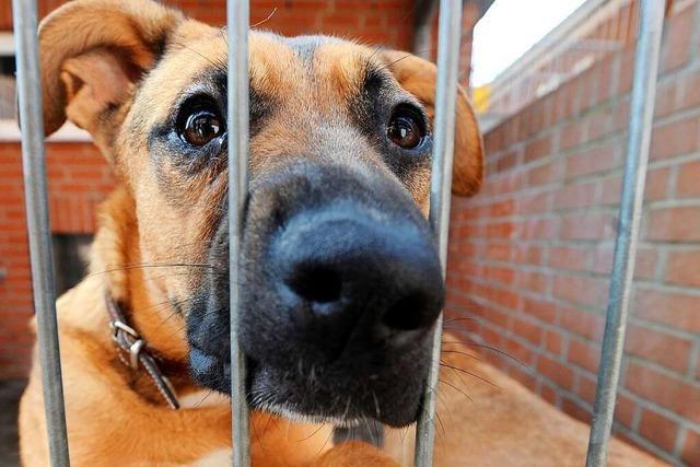 Hunde können kaum vermittelt werden: Das Tierheim in Lörrach ist zu klein