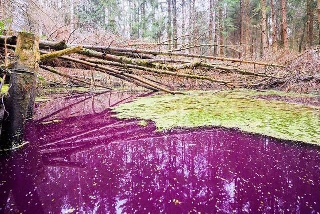 Rätsel um purpurfarbenen Teich im Hildesheimer Wald