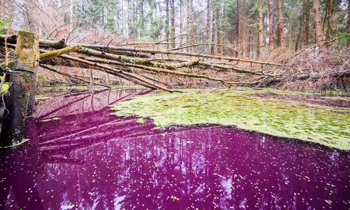 Ein kleiner Teich im Hildesheimer Wald...en. Er hat sich purpurfarben verfrbt.  | Foto: Julian Stratenschulte (dpa)