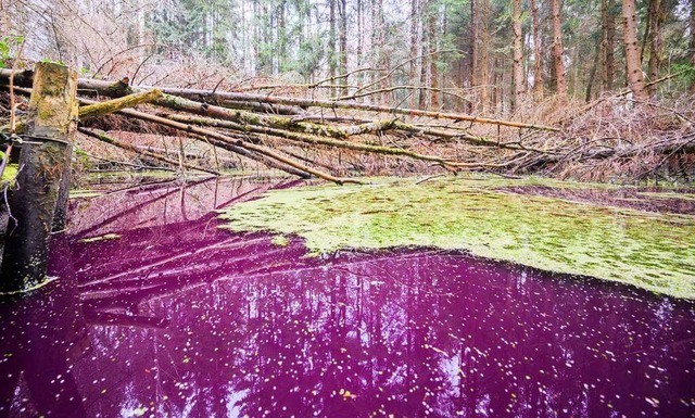 Ein kleiner Teich im Hildesheimer Wald...en. Er hat sich purpurfarben verfrbt.  | Foto: Julian Stratenschulte (dpa)