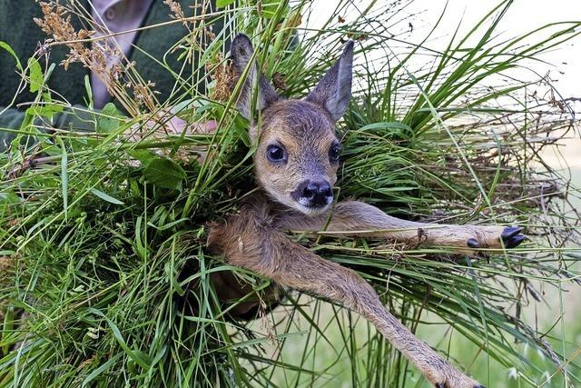 Warum nicht jedes Wildtier gerettet werden sollte