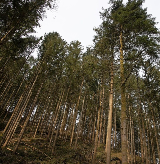 Der Umbau des Salzburger Waldes schrei...arten die Zukunft des Waldes sichern.   | Foto: Volker Mnch