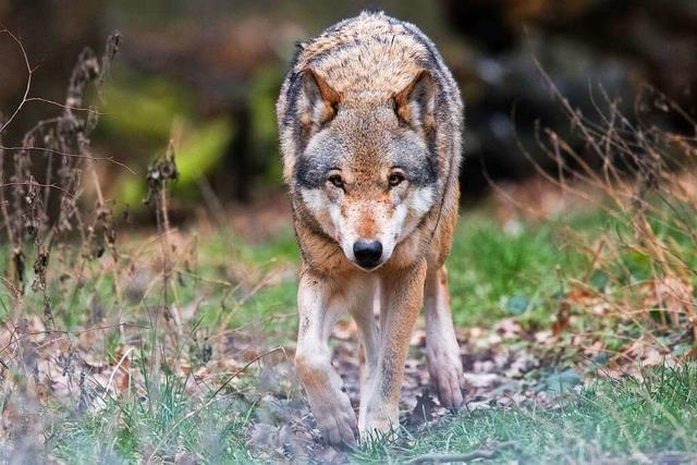 Nach dem Tod mehrerer Ziegen beschäftigt das Thema Wolf das Münstertal