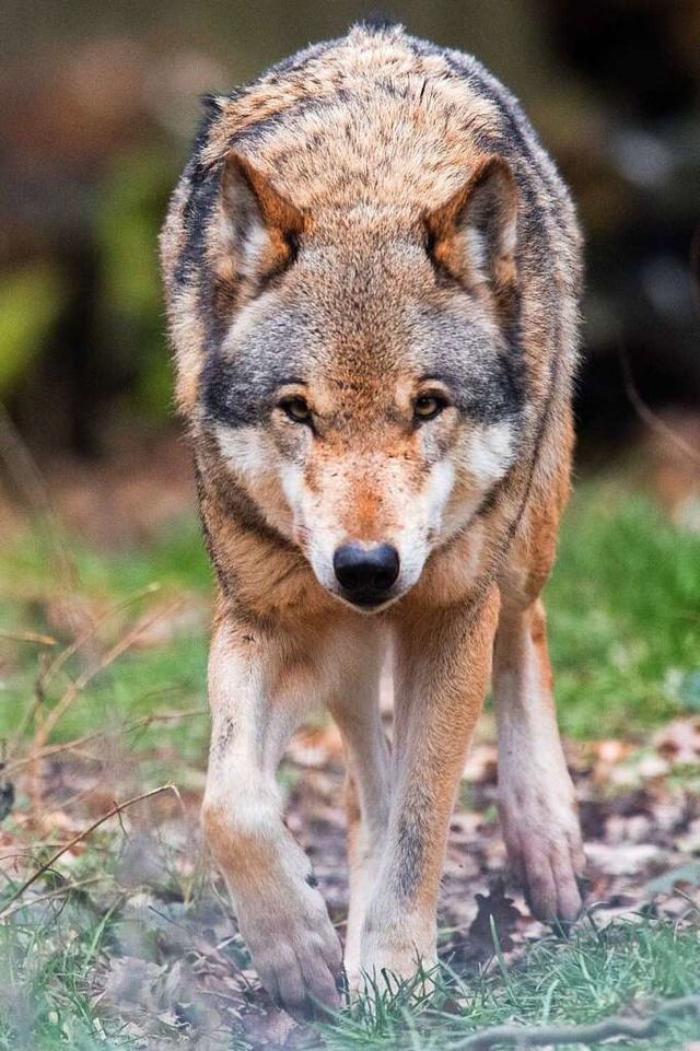 Ein Wolf hatte im Frhjahr 2020 erwies...rum ein Wolf dafr verantwortlich war.  | Foto: Julian Stratenschulte
