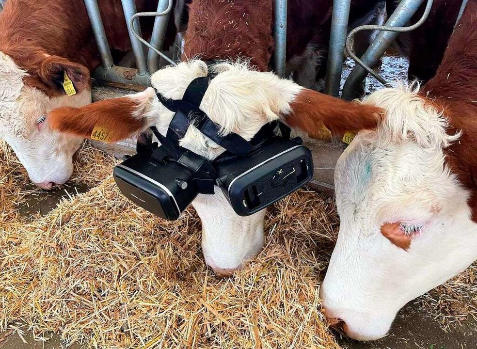 Technische Tricks: Werden Kühen mit VR...ukelt, geben sie angeblich mehr Milch.  | Foto: Zekeriya Karadavut (dpa)