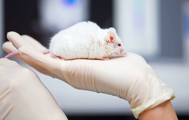 Eine wissenschaftliche Mitarbeiterin e... in einem Labor eine Maus in der Hand.  | Foto: Friso Gentsch (dpa)