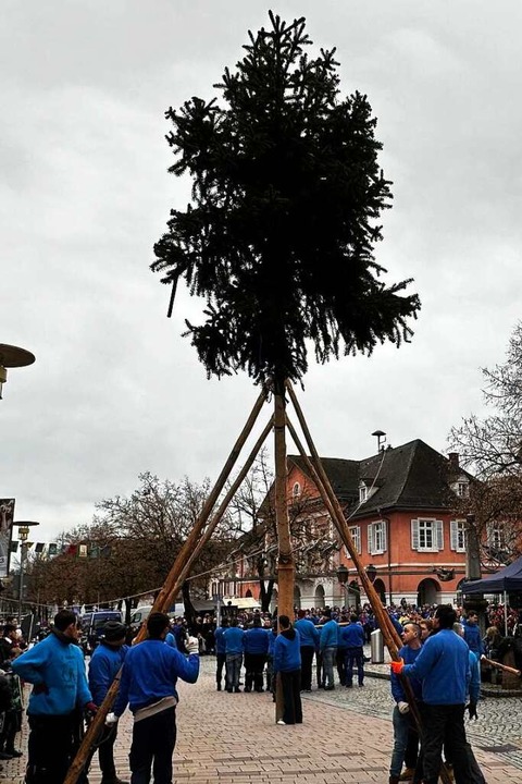 Kraftakt: Zwei Stunden zog sich das Aufstellen des Narrenbaums hin.  | Foto: Hans Hege