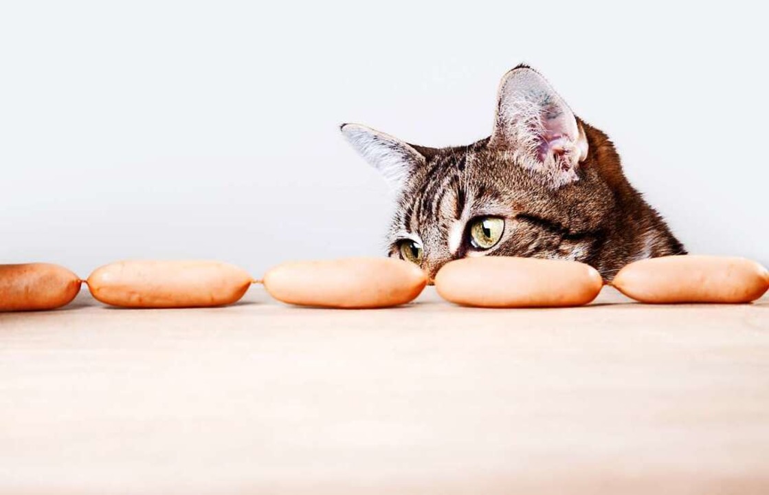 Hungrige Katze mit Wiener Würstchen.  | Foto: Nailia Schwarz
