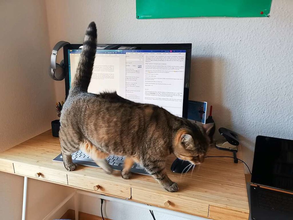 Wo ist die Maus? Katze Kira luft ber...eur Patrik Mller, im Homeoffice 2020.  | Foto: Patrik Mller