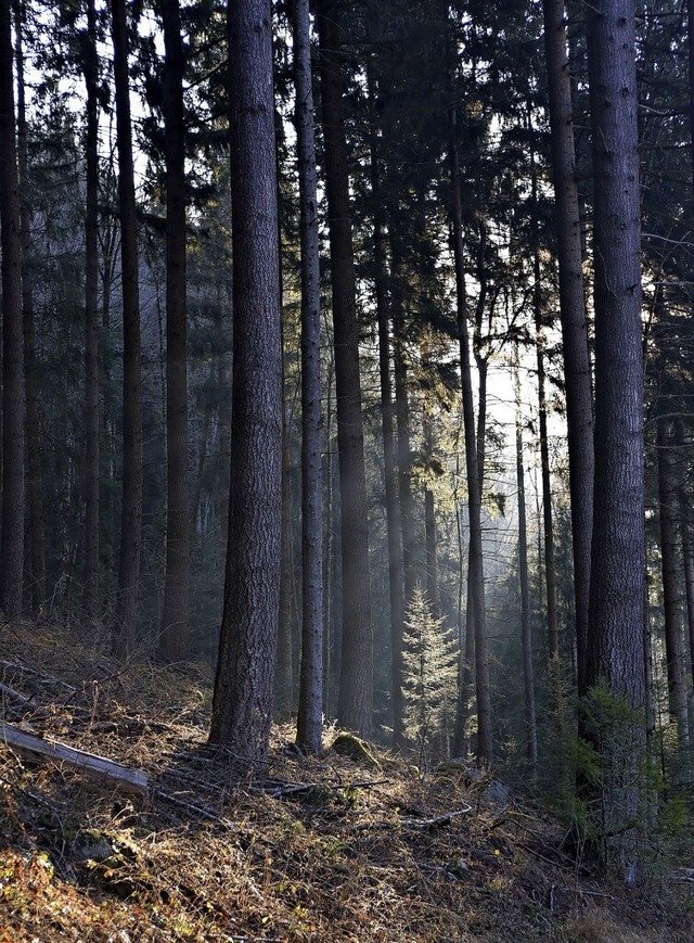 Die Naturverjngung des Waldes werde d...rdet, beklagt Forstdirektor Schreiner.  | Foto: Benedikt Sommer