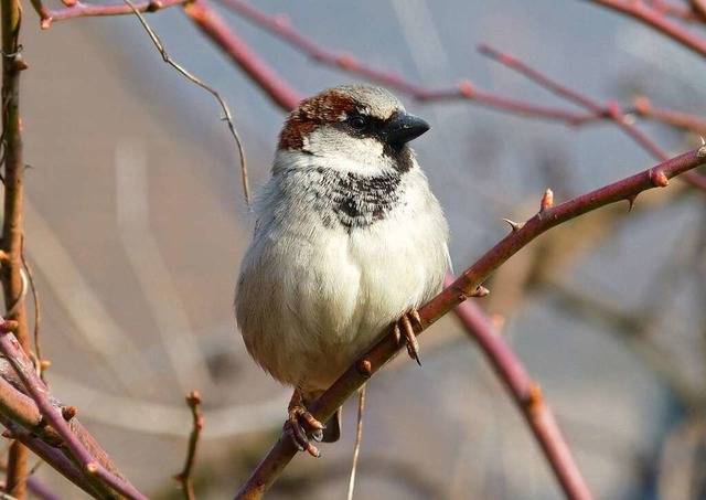 Bei der Zhlung des Nabu landet auf Platz eins: der Haussperling  | Foto: Andreas R. Braun